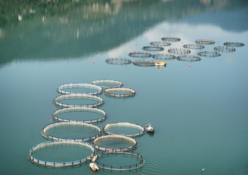 Aerial shot of circular fish farming nets on a serene lake, showcasing aquaculture setup.